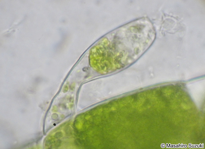 Oedogonium borisianum