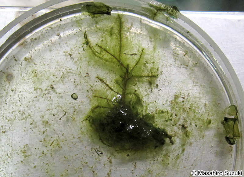 Oedogonium borisianum