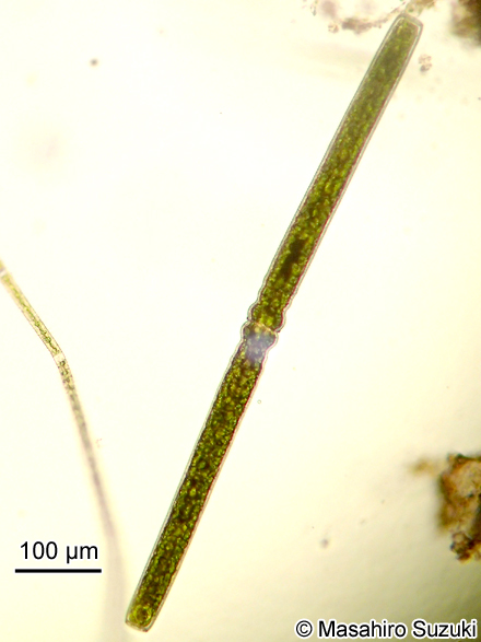 Pleurotaenium repandum