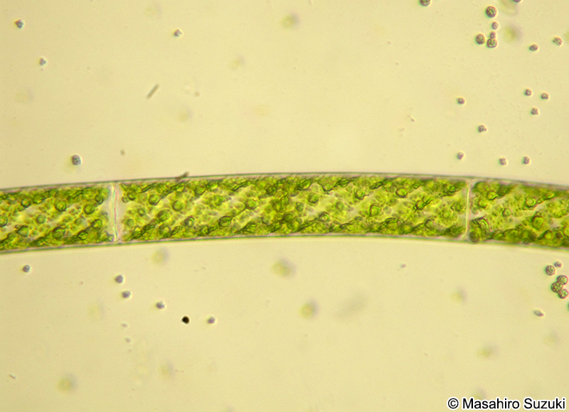 Spirogyra sp.
