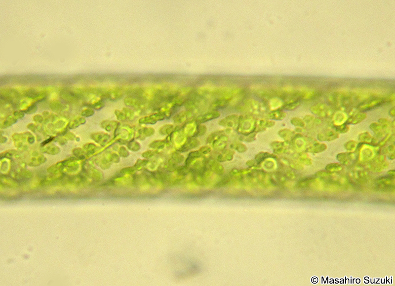 Spirogyra sp.
