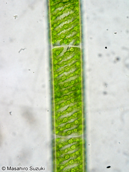Spirogyra sp.