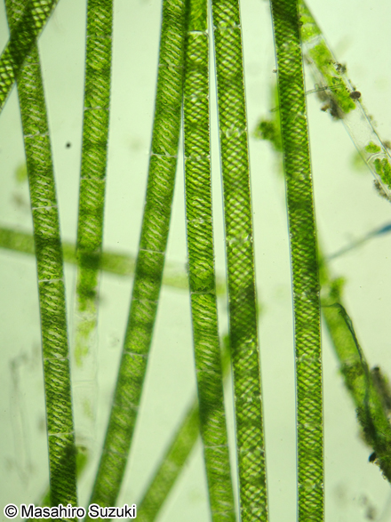 Spirogyra sp.