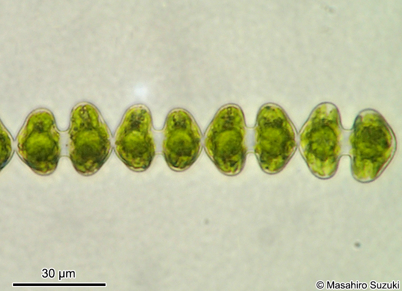 Spondylosium javanicum