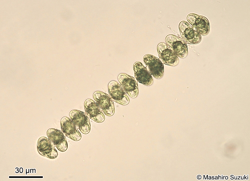 Spondylosium javanicum