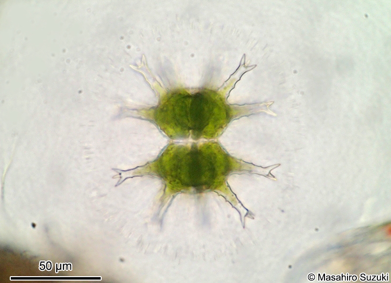 Staurastrum arctiscon