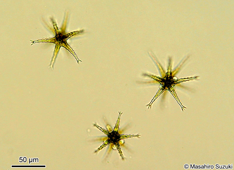 Staurastrum sexangulare