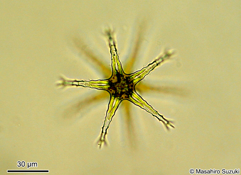 Staurastrum sexangulare