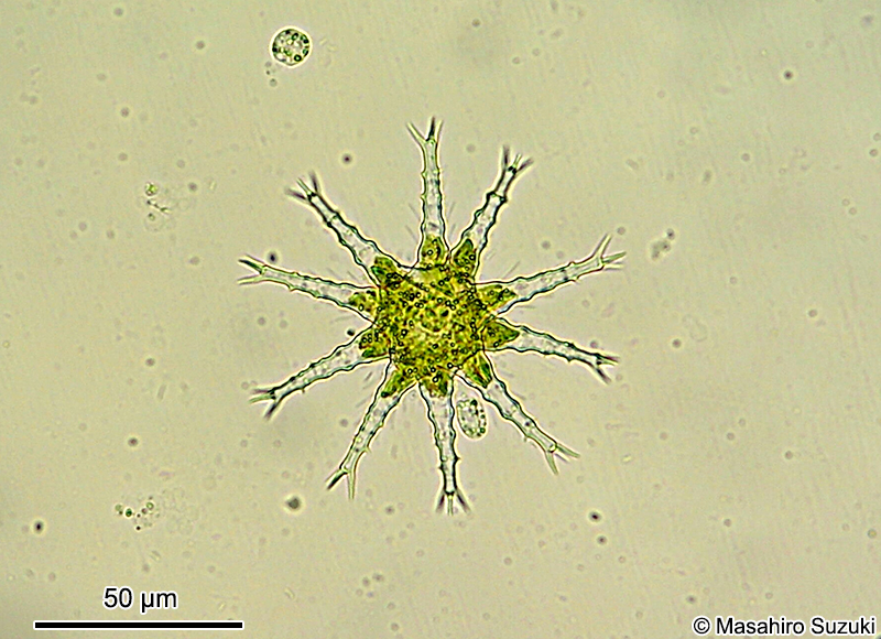 Staurastrum sexangulare