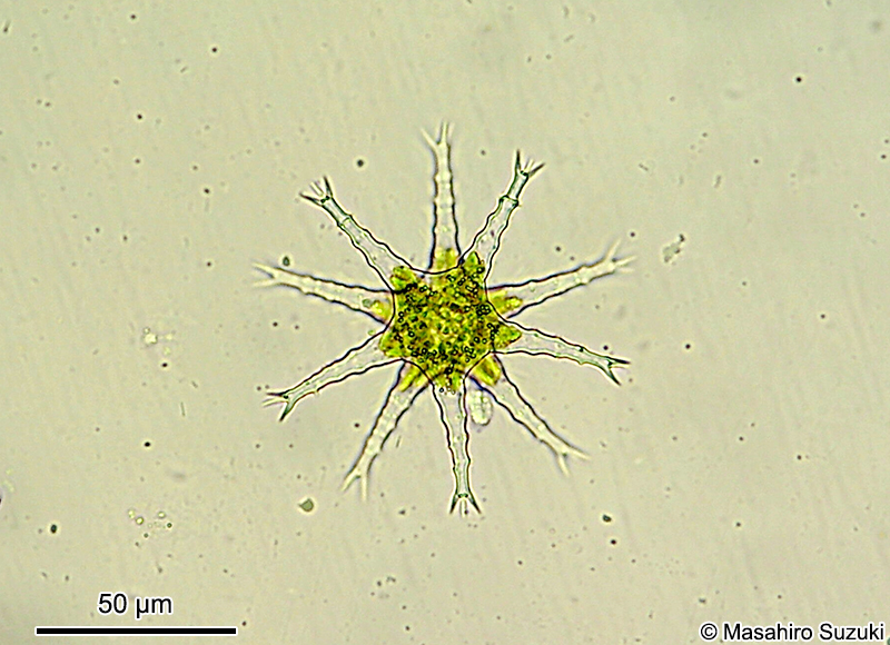 Staurastrum sexangulare