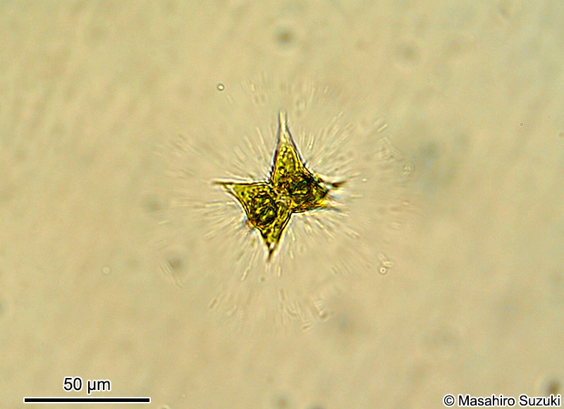 Staurodesmus dejectus