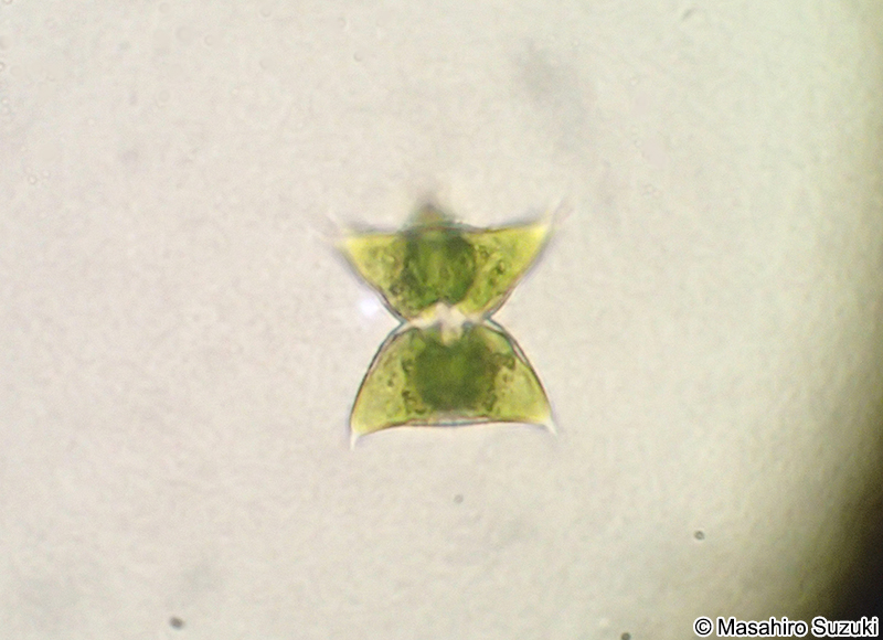 Staurodesmus dejectus