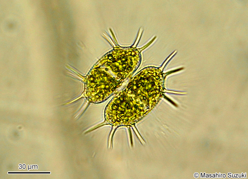 Xanthidium antilopaeum