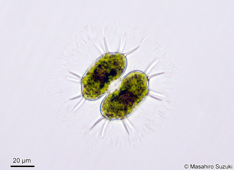 Xanthidium antilopaeum