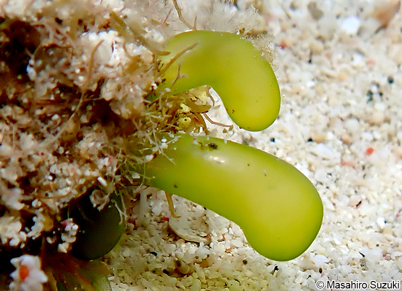 マガタマモ Boergesenia forbesii