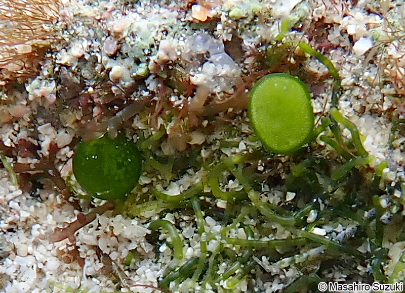 ミズタマ Bornetella sphaerica