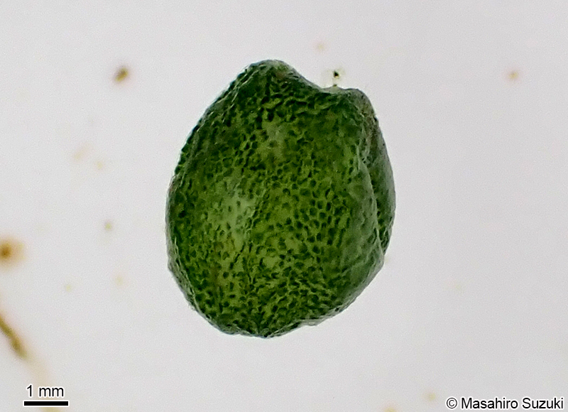 ミズタマ Bornetella sphaerica