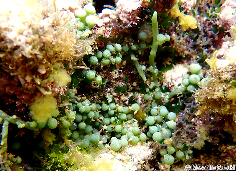 センナリヅタ Caulerpa racemosa var. macrophysa