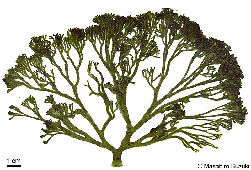 ヒゲミル Codium barbatum