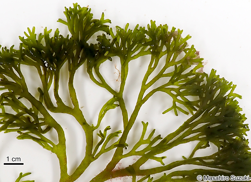 ヒゲミル Codium barbatum