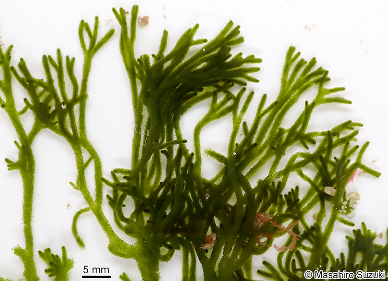 ヒゲミル Codium barbatum