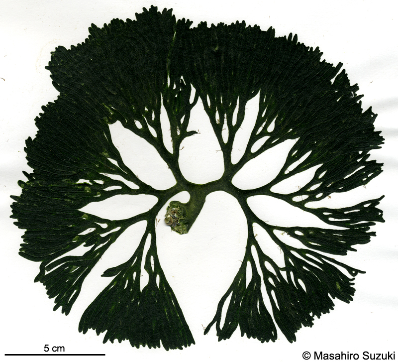 ミル Codium fragile