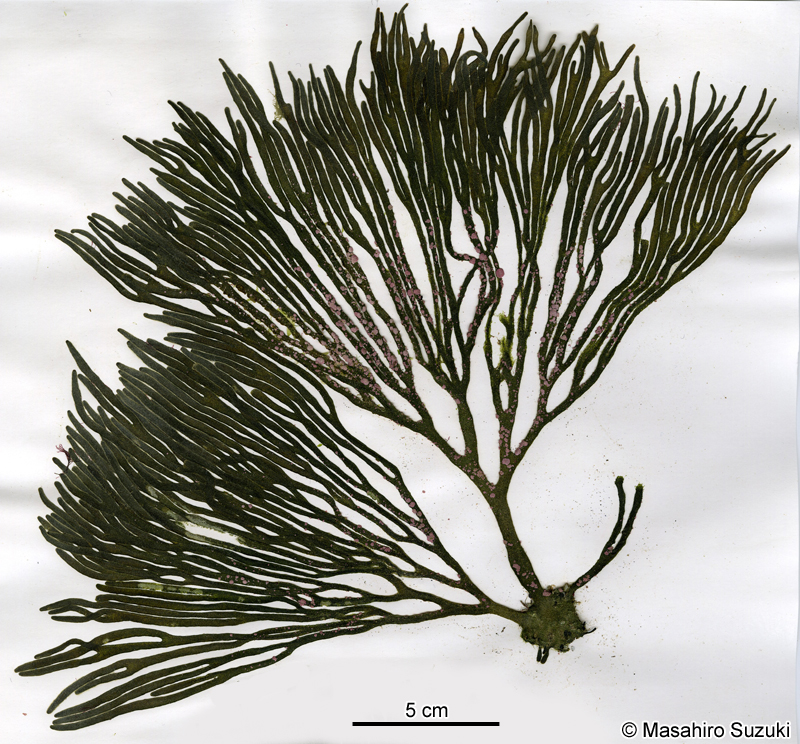 ミル Codium fragile