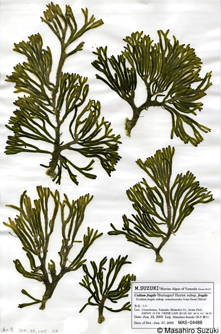 ミル Codium fragile