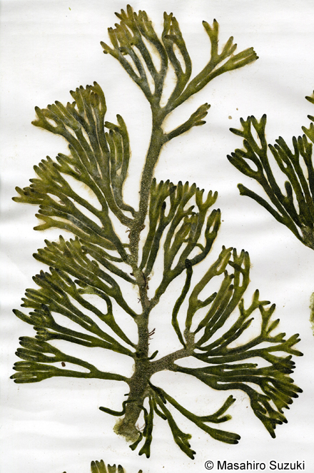 ミル Codium fragile