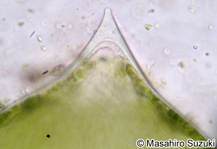 ミル Codium fragile