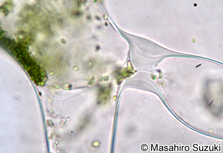 ミル Codium fragile