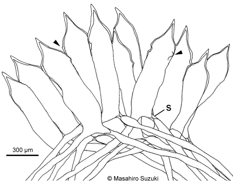 ミル Codium fragile