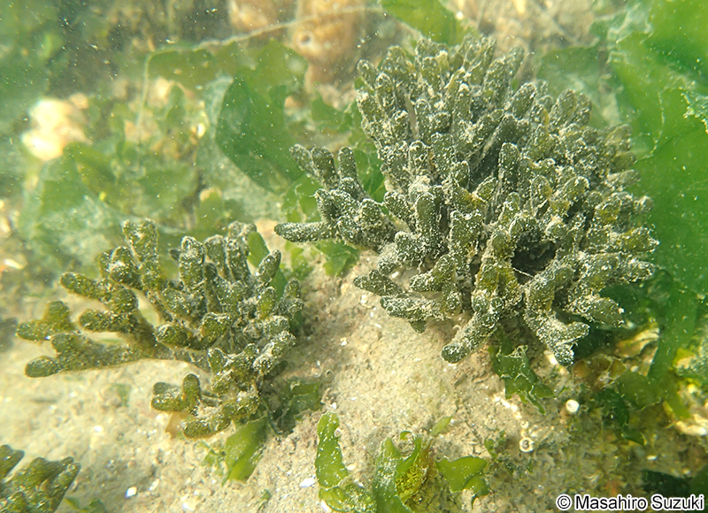 ミル Codium fragile