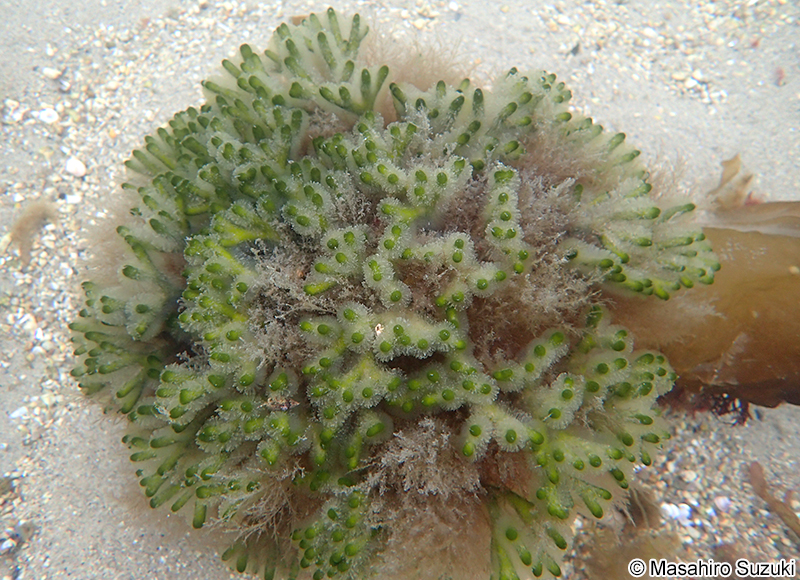 ミル Codium fragile