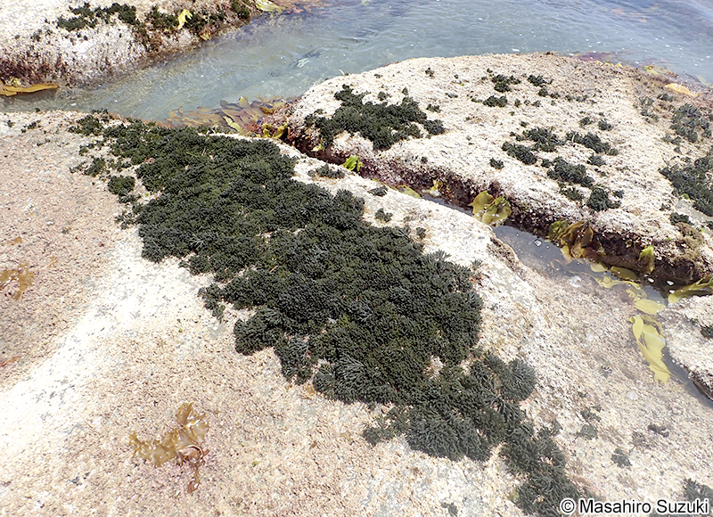 ミル Codium fragile