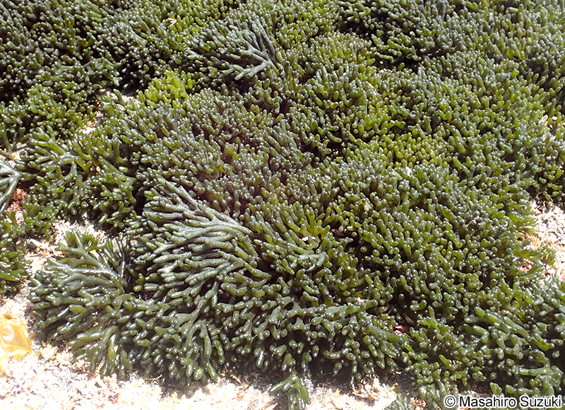 ミル Codium fragile