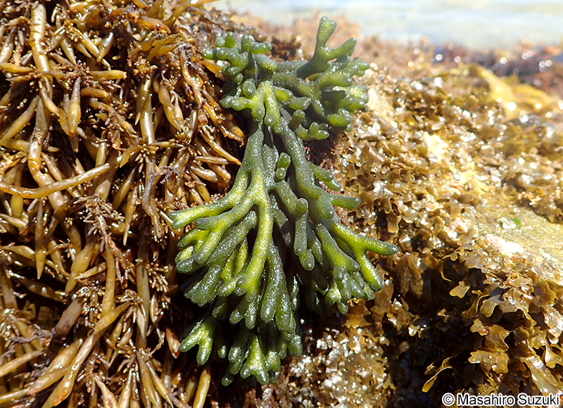 ミル Codium fragile