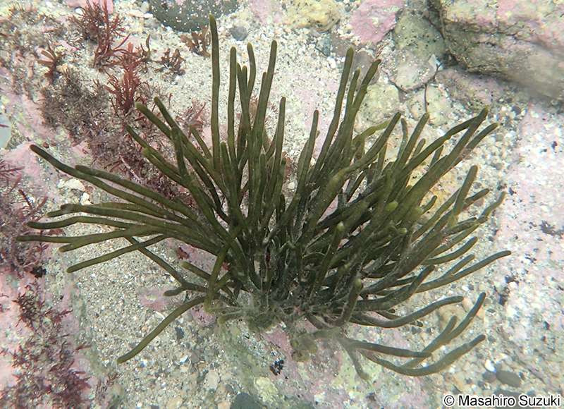 ミル Codium fragile