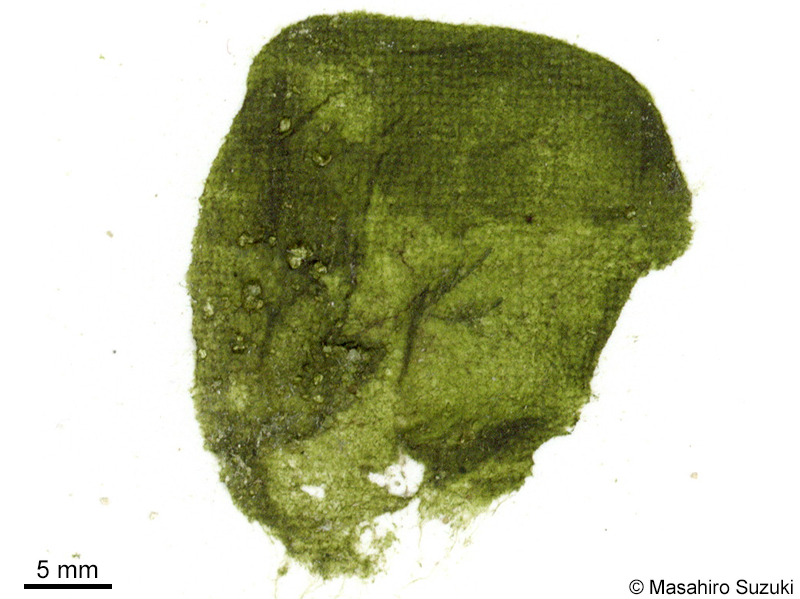 フクロミル Codium saccatum