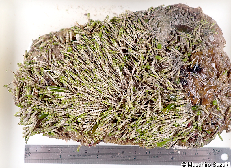 ウスガサネ Cymopolia vanbosseae