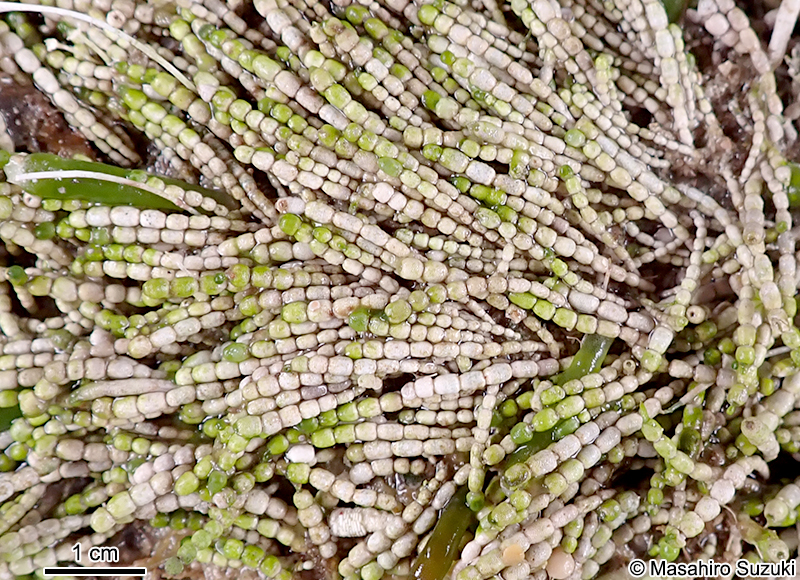 ウスガサネ Cymopolia vanbosseae