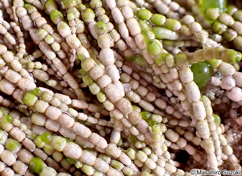 ウスガサネ Cymopolia vanbosseae