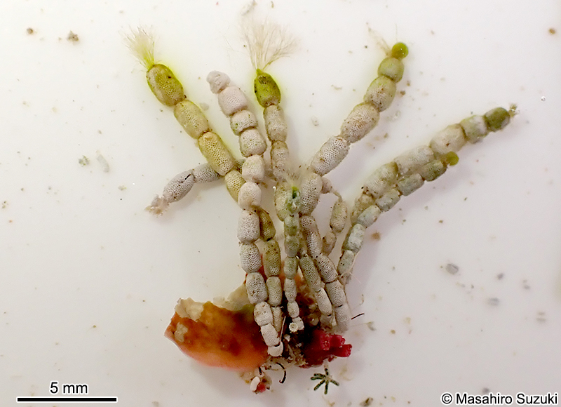 ウスガサネ Cymopolia vanbosseae