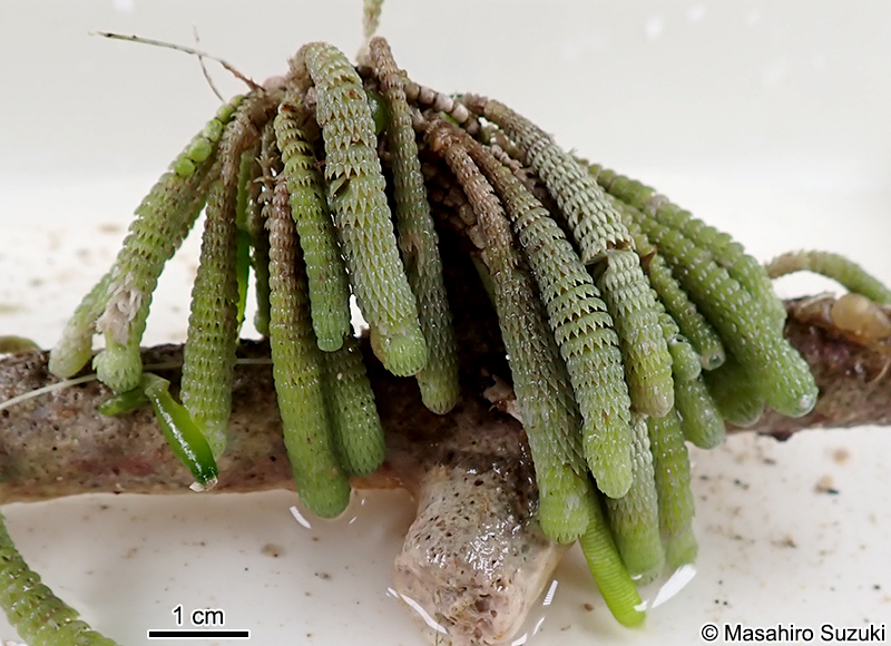 イソスギナ Halycoryne wrightii