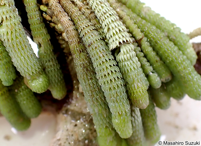 イソスギナ Halycoryne wrightii