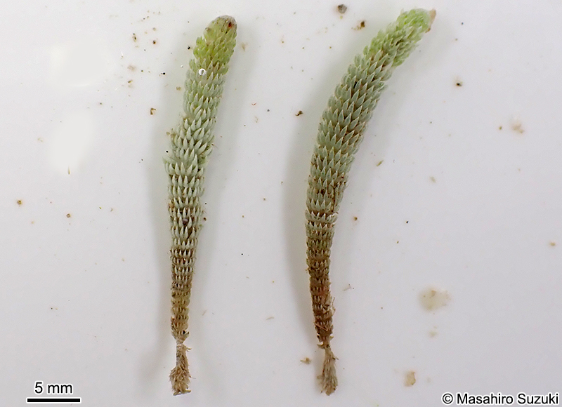 イソスギナ Halycoryne wrightii