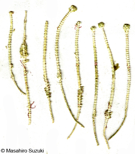 イソスギナ Halycoryne wrightii