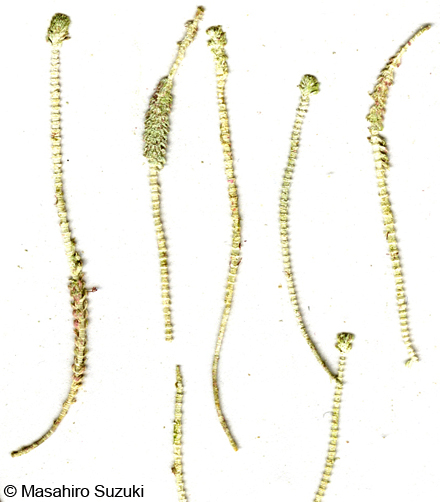 イソスギナ Halycoryne wrightii