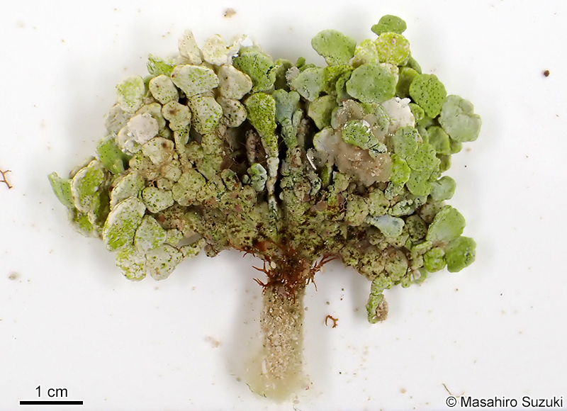 フササボテングサ Halimeda borneensis