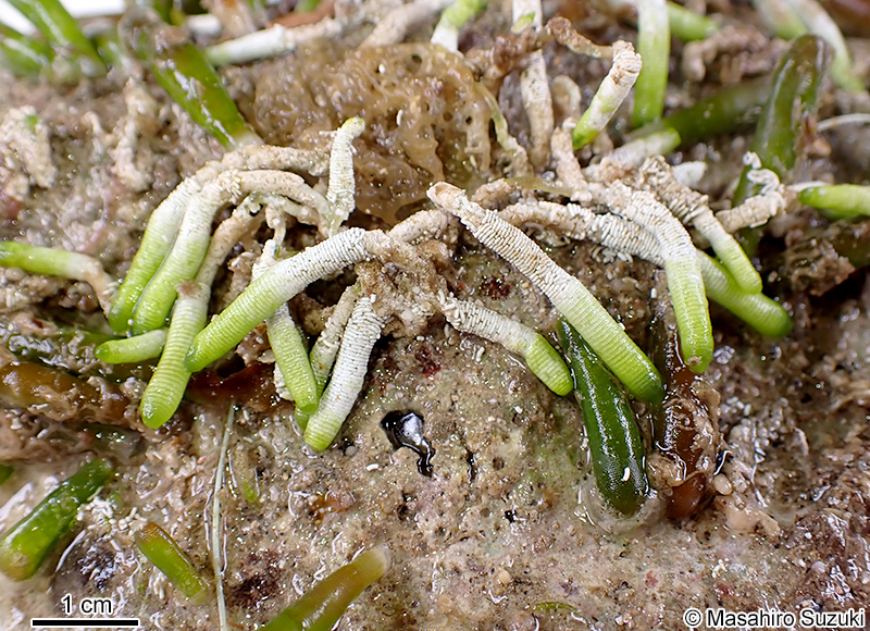 フデノホ Neomeris annulata